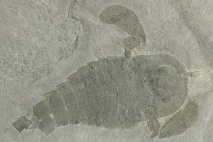 Bargain, Eurypterus (Sea Scorpion) Fossil - New York #369338